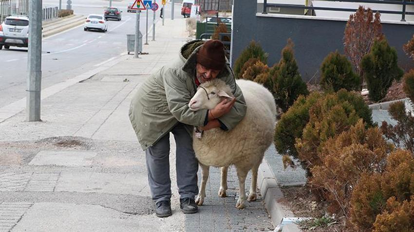 Kesmek için aldı can dostu oldu! Eskişehir'de 3 aylıkken aldığı koyunu 4 yıldır evinde besliyor