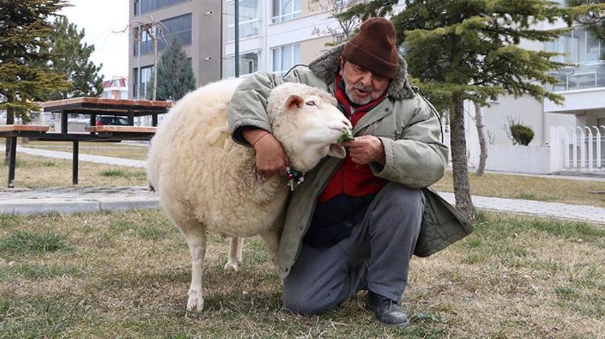 Kesmek için aldı can dostu oldu! Eskişehir'de 3 aylıkken aldığı koyunu 4 yıldır evinde besliyor