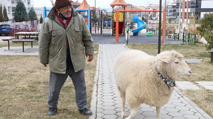 Kesmek için aldı can dostu oldu! Eskişehir'de 3 aylıkken aldığı koyunu 4 yıldır evinde besliyor