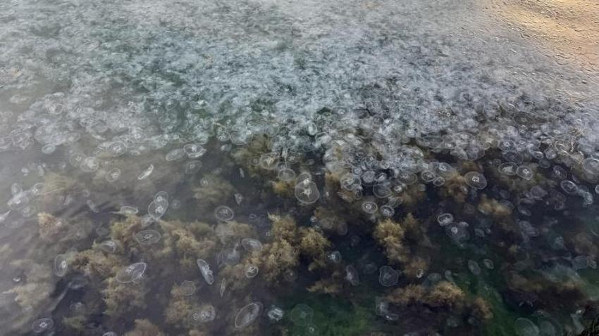 Sinop kıyılarını işgal ettiler! Binlercesi görüntülendi