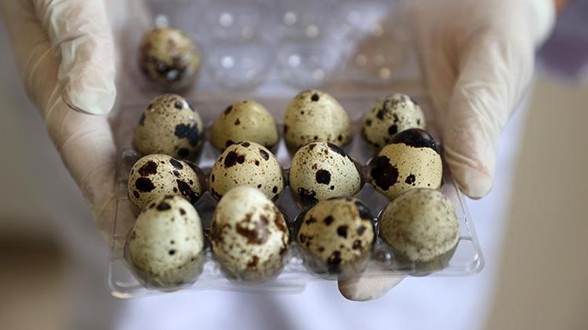 Sivaslı öğrencilerden girişimcilik örneği! Okulda bıldırcın ve yumurta üretiyorlar