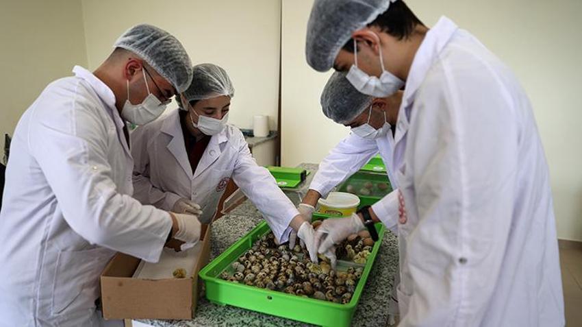 Sivaslı öğrencilerden girişimcilik örneği! Okulda bıldırcın ve yumurta üretiyorlar