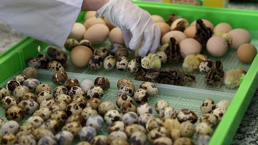 Sivaslı öğrencilerden girişimcilik örneği! Okulda bıldırcın ve yumurta üretiyorlar