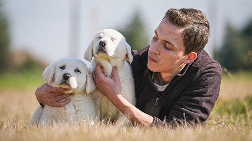 Bu köpekleri satın almak için yüzlerce kişi aylarca sırasını bekliyor! Bursa'daki tesiste bu yıl 250 yavrunun doğması bekleniyor