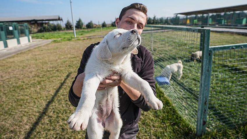 Bu köpekleri satın almak için yüzlerce kişi aylarca sırasını bekliyor! Bursa'daki tesiste bu yıl 250 yavrunun doğması bekleniyor