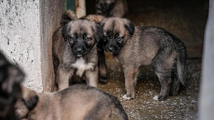Bu köpekleri satın almak için yüzlerce kişi aylarca sırasını bekliyor! Bursa'daki tesiste bu yıl 250 yavrunun doğması bekleniyor