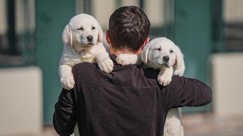 Bu köpekleri satın almak için yüzlerce kişi aylarca sırasını bekliyor! Bursa'daki tesiste bu yıl 250 yavrunun doğması bekleniyor