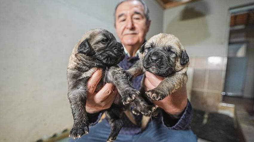 Bu köpekleri satın almak için yüzlerce kişi aylarca sırasını bekliyor! Bursa'daki tesiste bu yıl 250 yavrunun doğması bekleniyor