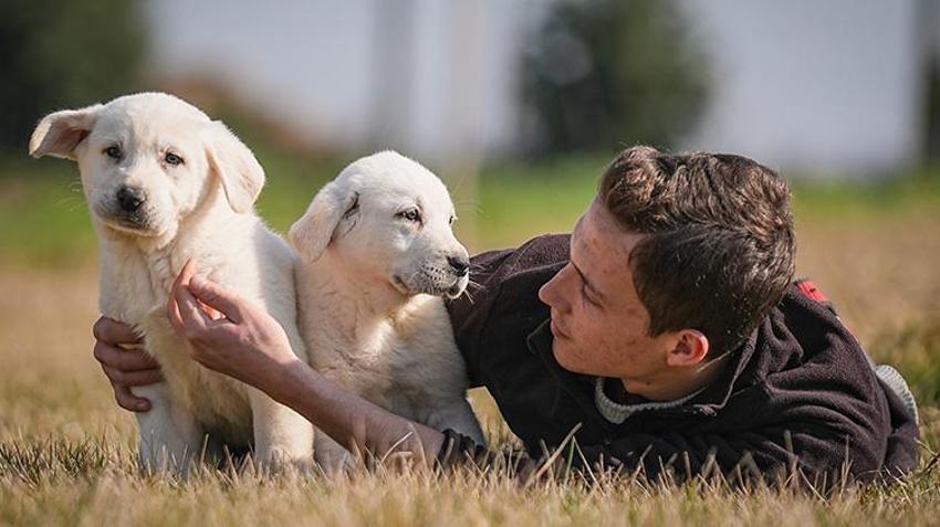 Bu köpekleri satın almak için yüzlerce kişi aylarca sırasını bekliyor! Bursa'daki tesiste bu yıl 250 yavrunun doğması bekleniyor