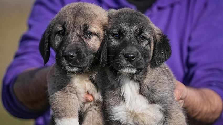 Bu köpekleri satın almak için yüzlerce kişi aylarca sırasını bekliyor! Bursa'daki tesiste bu yıl 250 yavrunun doğması bekleniyor