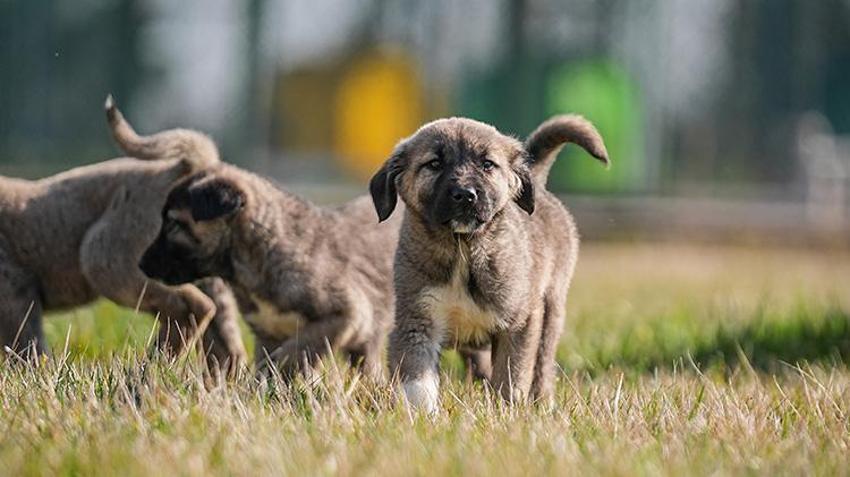 Bu köpekleri satın almak için yüzlerce kişi aylarca sırasını bekliyor! Bursa'daki tesiste bu yıl 250 yavrunun doğması bekleniyor