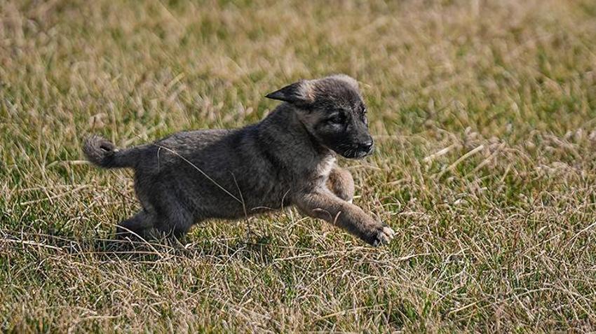 Bu köpekleri satın almak için yüzlerce kişi aylarca sırasını bekliyor! Bursa'daki tesiste bu yıl 250 yavrunun doğması bekleniyor