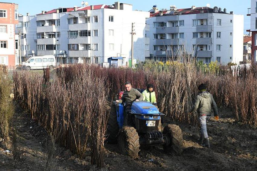 5 dönümle başladı, şimdi Çanakkale'nin en büyüğü oldu! Birçok ülkeye binlerce satış yapıyor