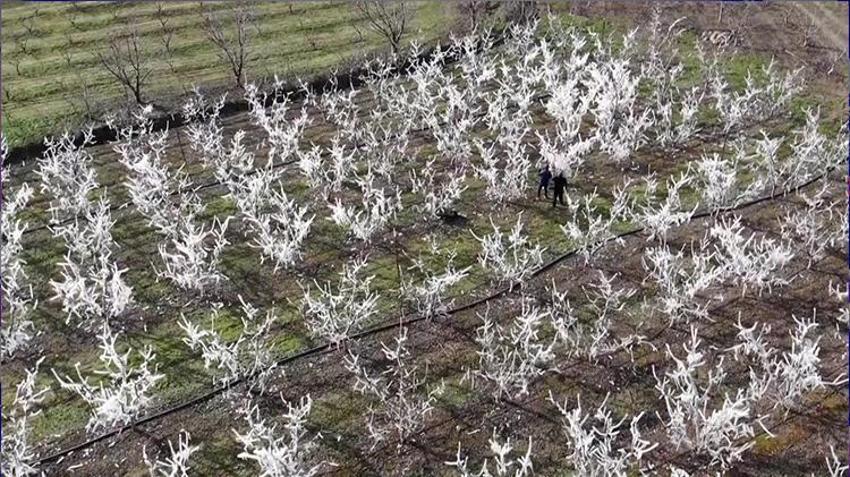Amasya'da dondurularak 'dondan' kurtarılan meyve ağaçları görenleri şaşkına çevirdi!