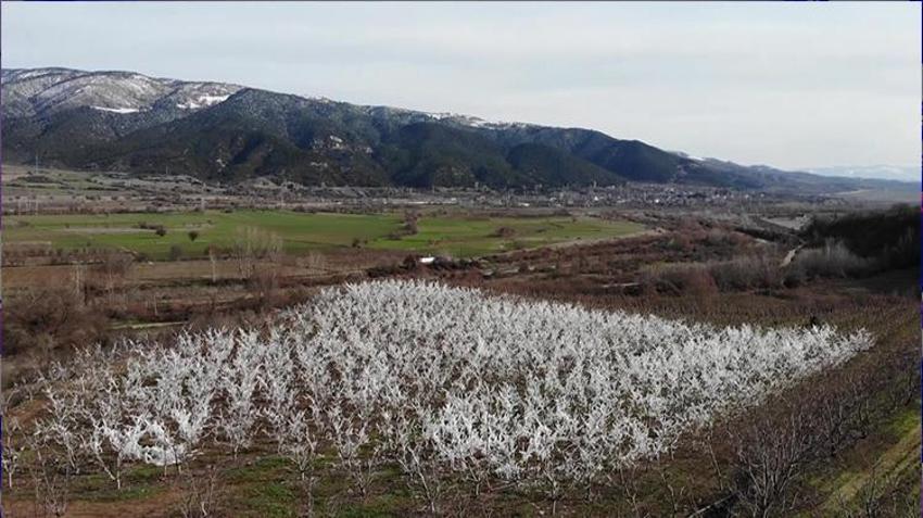 Amasya'da dondurularak 'dondan' kurtarılan meyve ağaçları görenleri şaşkına çevirdi!
