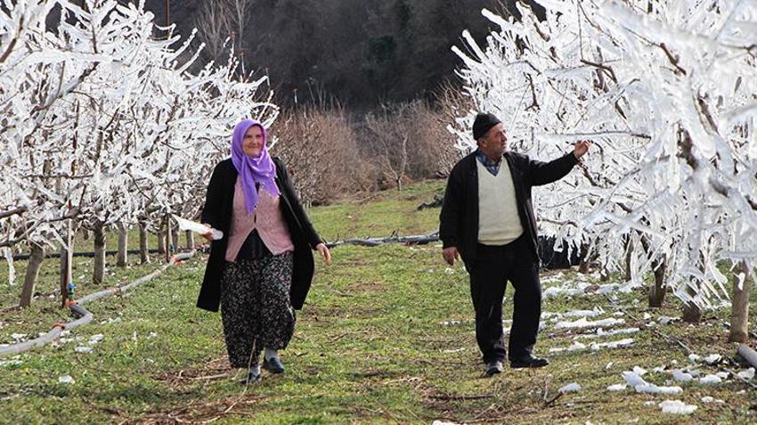 Amasya'da dondurularak 'dondan' kurtarılan meyve ağaçları görenleri şaşkına çevirdi!