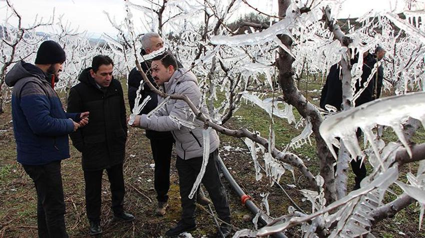 Amasya'da dondurularak 'dondan' kurtarılan meyve ağaçları görenleri şaşkına çevirdi!