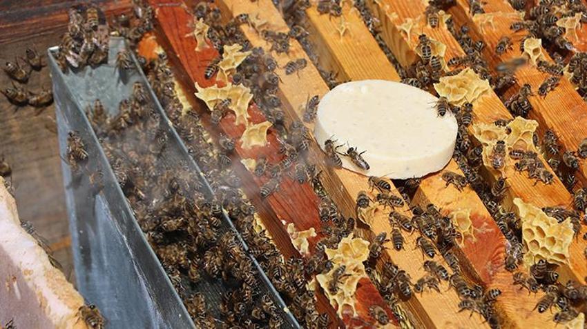 Ziraat mühendisi oldu ata mesleğini devam ettirdi! Muğla'da genç arıcı yüzlerce kovanda bal üretiyor