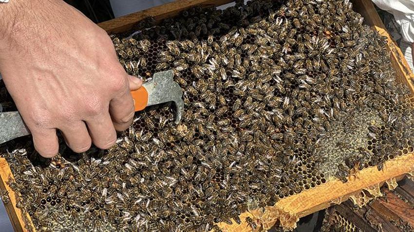 Ziraat mühendisi oldu ata mesleğini devam ettirdi! Muğla'da genç arıcı yüzlerce kovanda bal üretiyor