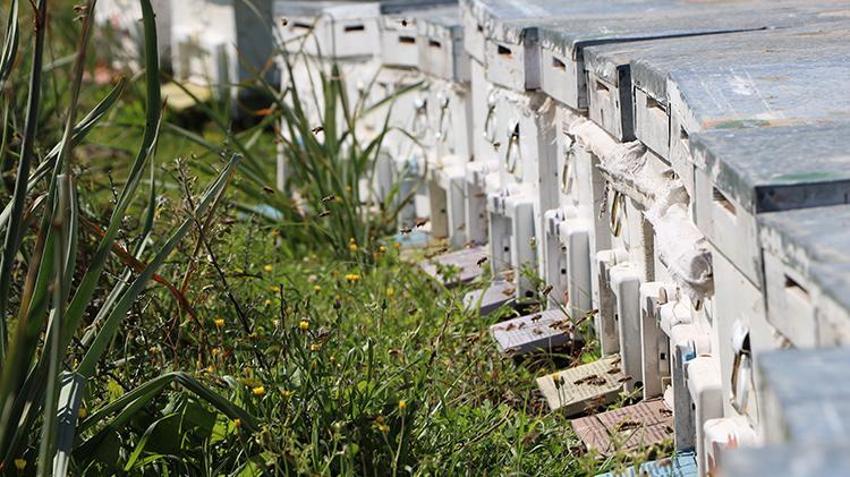 Ziraat mühendisi oldu ata mesleğini devam ettirdi! Muğla'da genç arıcı yüzlerce kovanda bal üretiyor