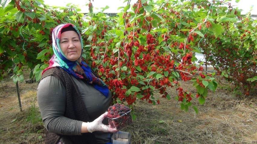Üretimin yüzde 70'i Dubai ve Katar'a gidiyor! Mersinli çiftçinin yüzü güldü