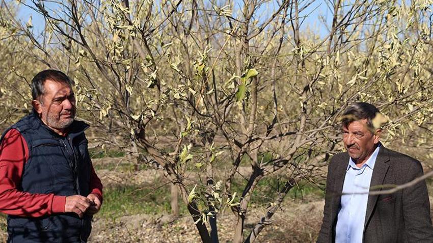 Sibirya soğukları çiftçiyi vurdu! Narenciye ve sebzede büyük zarar var