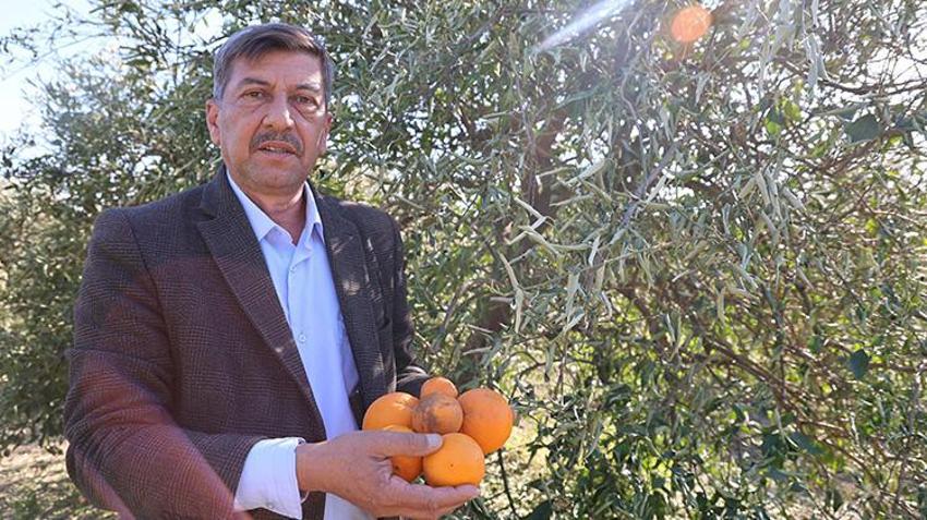 Sibirya soğukları çiftçiyi vurdu! Narenciye ve sebzede büyük zarar var