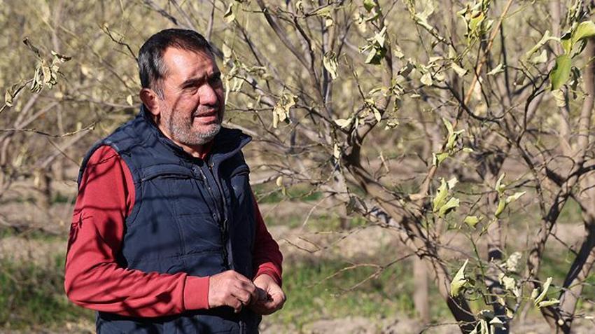 Sibirya soğukları çiftçiyi vurdu! Narenciye ve sebzede büyük zarar var
