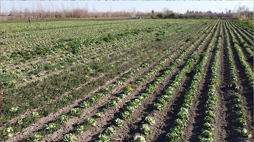 Sibirya soğukları çiftçiyi vurdu! Narenciye ve sebzede büyük zarar var