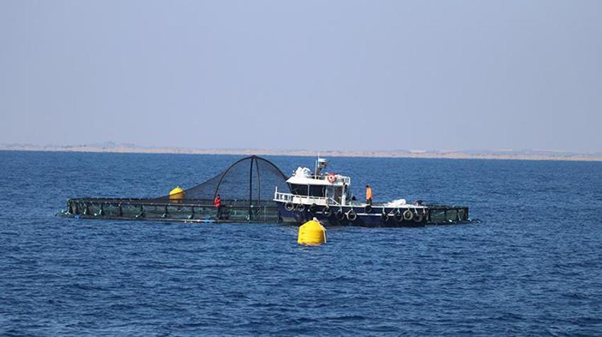 Adana'da bir ilk! Su ürünleri potansiyelini 10 kat artıracak