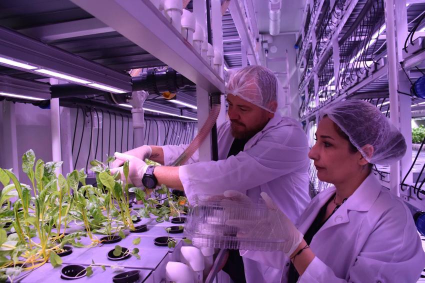 Biri mühendis diğeri öğretmen... Şehir hayatından bıktılar, topraksız tarıma başladılar! Aracısız satış yapıyorlar 