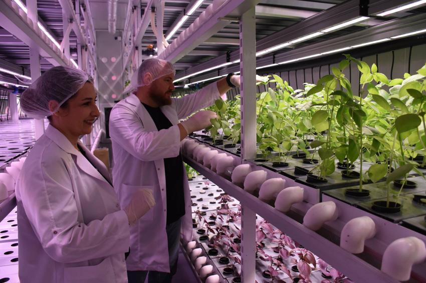 Biri mühendis diğeri öğretmen... Şehir hayatından bıktılar, topraksız tarıma başladılar! Aracısız satış yapıyorlar 