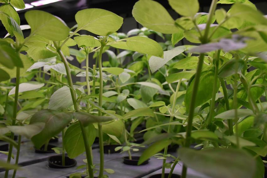 Biri mühendis diğeri öğretmen... Şehir hayatından bıktılar, topraksız tarıma başladılar! Aracısız satış yapıyorlar 