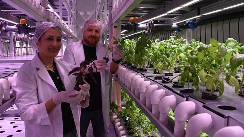 Biri mühendis diğeri öğretmen... Şehir hayatından bıktılar, topraksız tarıma başladılar! Aracısız satış yapıyorlar 