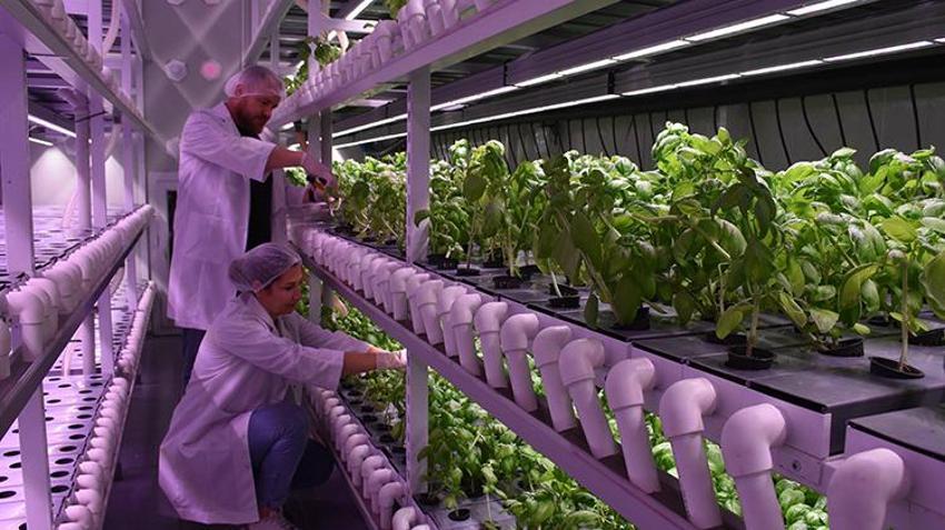 Biri mühendis diğeri öğretmen... Şehir hayatından bıktılar, topraksız tarıma başladılar! Aracısız satış yapıyorlar 