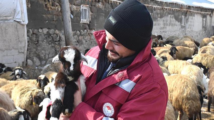 Van'da besici veterinerin tavsiyesine uydu yıl iki kez kuzu almaya başladı!