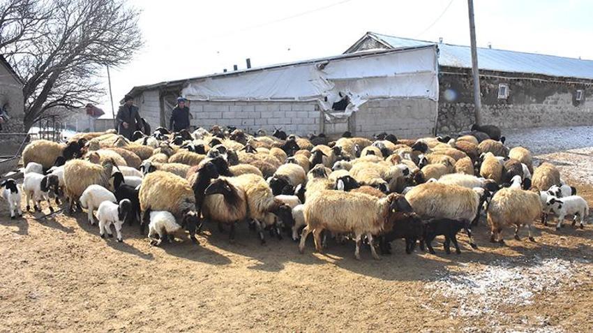 Van'da besici veterinerin tavsiyesine uydu yıl iki kez kuzu almaya başladı!