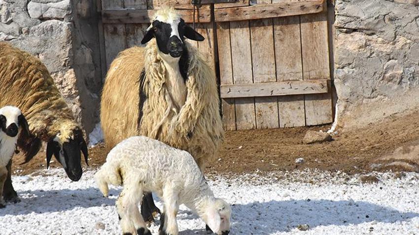 Van'da besici veterinerin tavsiyesine uydu yıl iki kez kuzu almaya başladı!