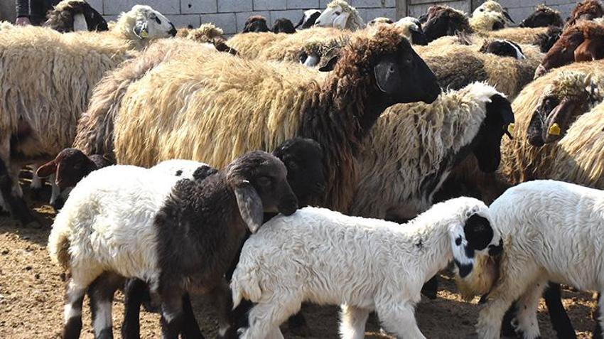 Van'da besici veterinerin tavsiyesine uydu yıl iki kez kuzu almaya başladı!