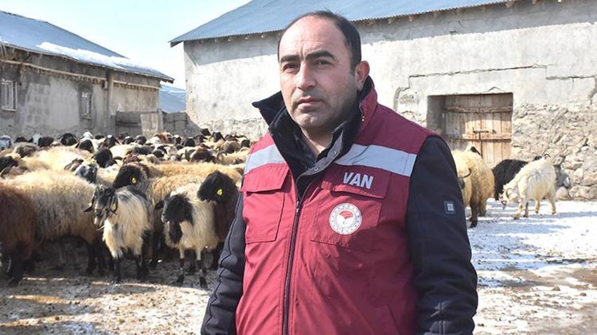 Van'da besici veterinerin tavsiyesine uydu yıl iki kez kuzu almaya başladı!