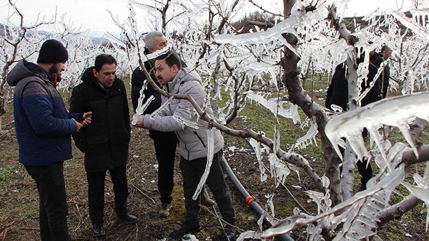Buzlar çözüldü çiçekler açtı! Amasya'da meyve bahçesini zirai dondan 'buzla' koruyan çiftçinin yüzü gülüyor