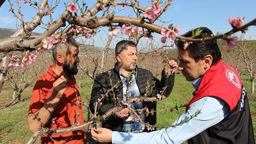 Buzlar çözüldü çiçekler açtı! Amasya'da meyve bahçesini zirai dondan 'buzla' koruyan çiftçinin yüzü gülüyor