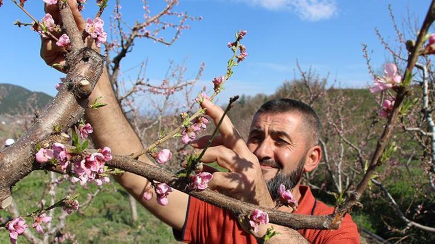 Buzlar çözüldü çiçekler açtı! Amasya'da meyve bahçesini zirai dondan 'buzla' koruyan çiftçinin yüzü gülüyor