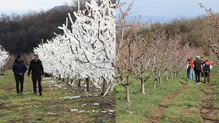 Buzlar çözüldü çiçekler açtı! Amasya'da meyve bahçesini zirai dondan 'buzla' koruyan çiftçinin yüzü gülüyor