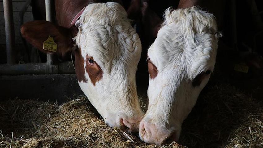 Şehir hayatından kaçıp köyüne yerleşti! Devlet desteğiyle kurduğu çiftlikte ayda tonlarca süt üretiyor