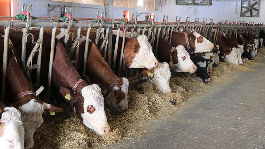 Şehir hayatından kaçıp köyüne yerleşti! Devlet desteğiyle kurduğu çiftlikte ayda tonlarca süt üretiyor