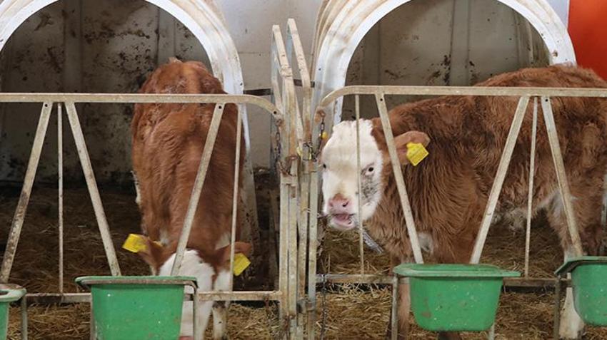 Şehir hayatından kaçıp köyüne yerleşti! Devlet desteğiyle kurduğu çiftlikte ayda tonlarca süt üretiyor