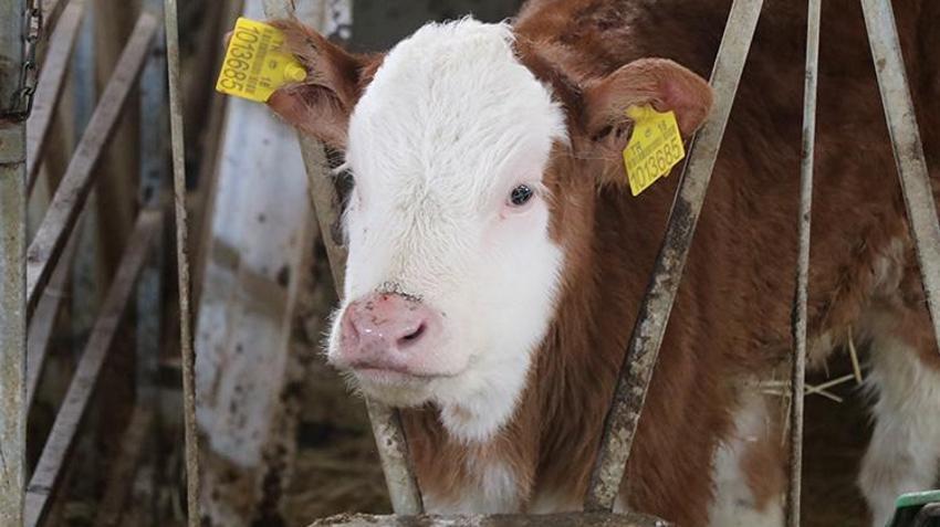 Şehir hayatından kaçıp köyüne yerleşti! Devlet desteğiyle kurduğu çiftlikte ayda tonlarca süt üretiyor