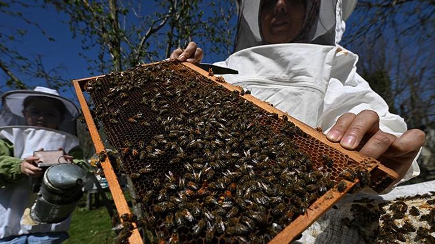 Ata mesleğinin eğitimini, devletin desteğini arkasına alan girişimci kadın kovanların başına geçti! Balın yanında arı ekmeği de üretiyor