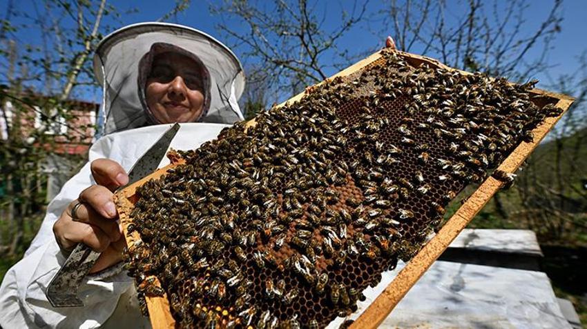 Ata mesleğinin eğitimini, devletin desteğini arkasına alan girişimci kadın kovanların başına geçti! Balın yanında arı ekmeği de üretiyor